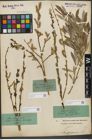 Foto von Salix purpurea L.